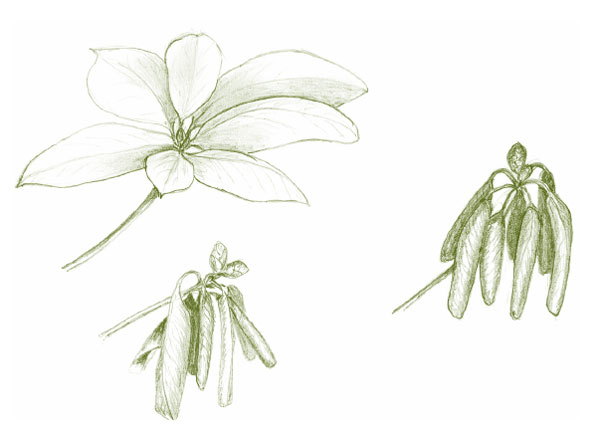 Иллюстрация к книге — Лето: Секреты выживания растений и животных в сезон изобилия [i_042.jpg]