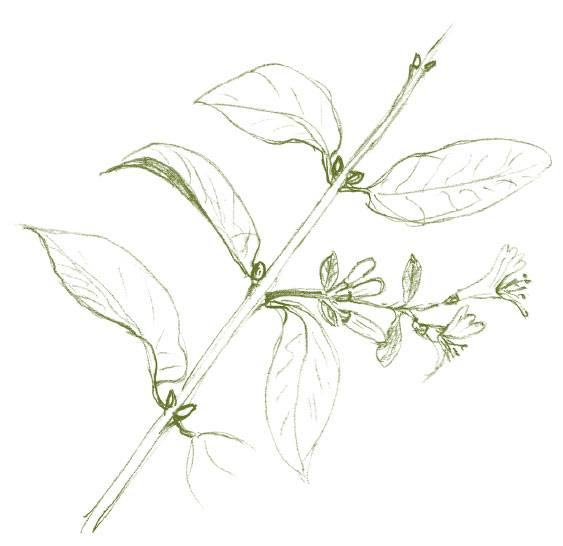 Иллюстрация к книге — Лето: Секреты выживания растений и животных в сезон изобилия [i_044.jpg]