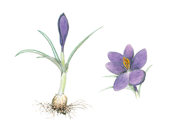 Иллюстрация к книге — Лето: Секреты выживания растений и животных в сезон изобилия [i_045.jpg]