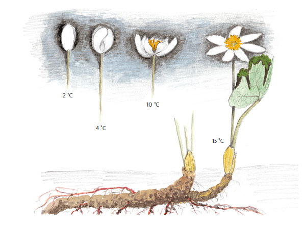 Иллюстрация к книге — Лето: Секреты выживания растений и животных в сезон изобилия [i_046.jpg]