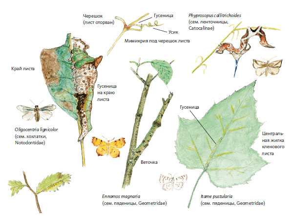 Иллюстрация к книге — Лето: Секреты выживания растений и животных в сезон изобилия [i_047.jpg]