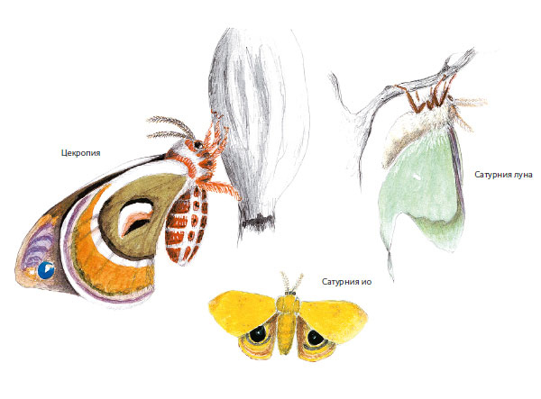 Иллюстрация к книге — Лето: Секреты выживания растений и животных в сезон изобилия [i_049.jpg]