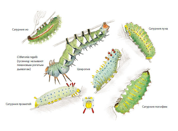 Иллюстрация к книге — Лето: Секреты выживания растений и животных в сезон изобилия [i_050.jpg]