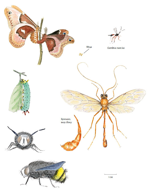 Иллюстрация к книге — Лето: Секреты выживания растений и животных в сезон изобилия [i_051.jpg]