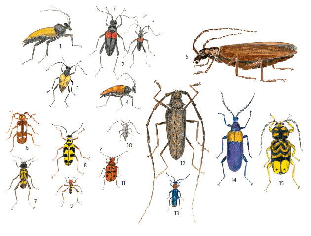 Иллюстрация к книге — Лето: Секреты выживания растений и животных в сезон изобилия [i_052.jpg]