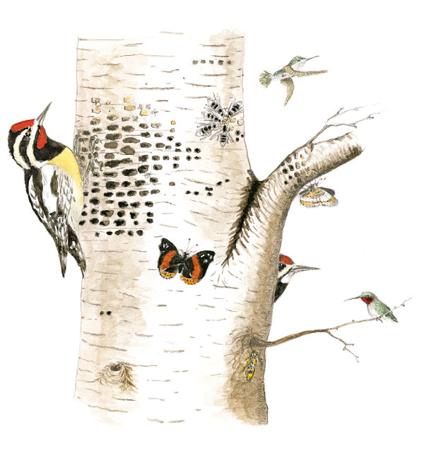 Иллюстрация к книге — Лето: Секреты выживания растений и животных в сезон изобилия [i_053.jpg]