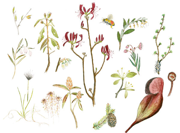 Иллюстрация к книге — Лето: Секреты выживания растений и животных в сезон изобилия [i_054.jpg]