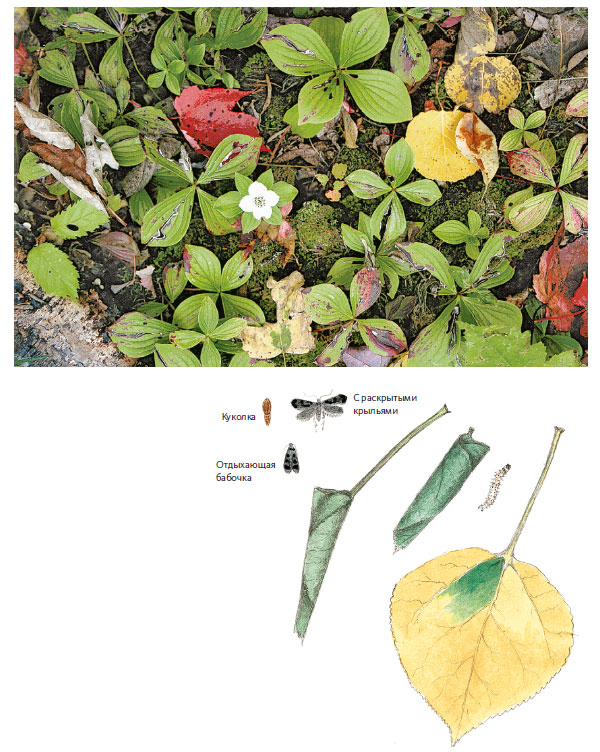 Иллюстрация к книге — Лето: Секреты выживания растений и животных в сезон изобилия [i_056.jpg]