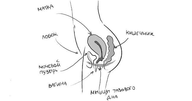 Иллюстрация к книге — Уютный секс. Просто и легко о прекрасной части нашей жизни [i_011.jpg]