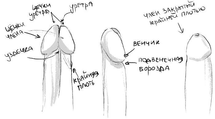 Иллюстрация к книге — Уютный секс. Просто и легко о прекрасной части нашей жизни [i_016.jpg]