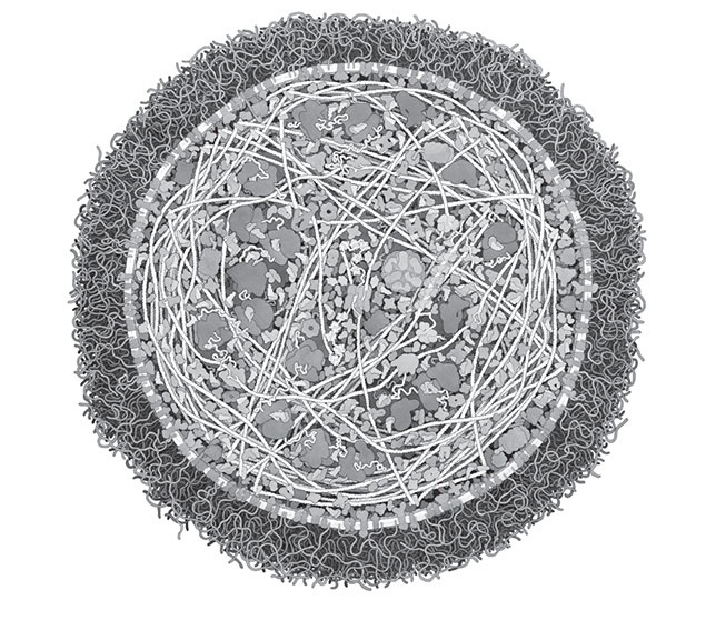 Иллюстрация к книге — Кодекс долголетия. Что заставляет нас стареть, зачем это нужно и как «обмануть» эволюцию: пошаговое руководство [i_003.jpg]