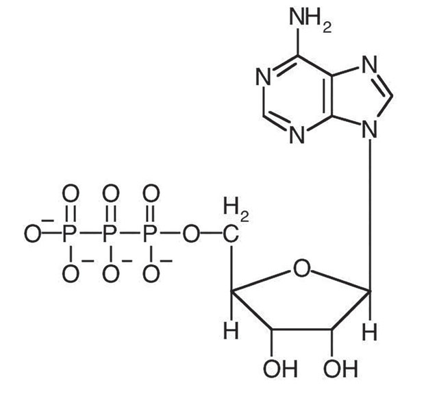 Иллюстрация к книге — Кодекс долголетия. Что заставляет нас стареть, зачем это нужно и как «обмануть» эволюцию: пошаговое руководство [i_018.jpg]