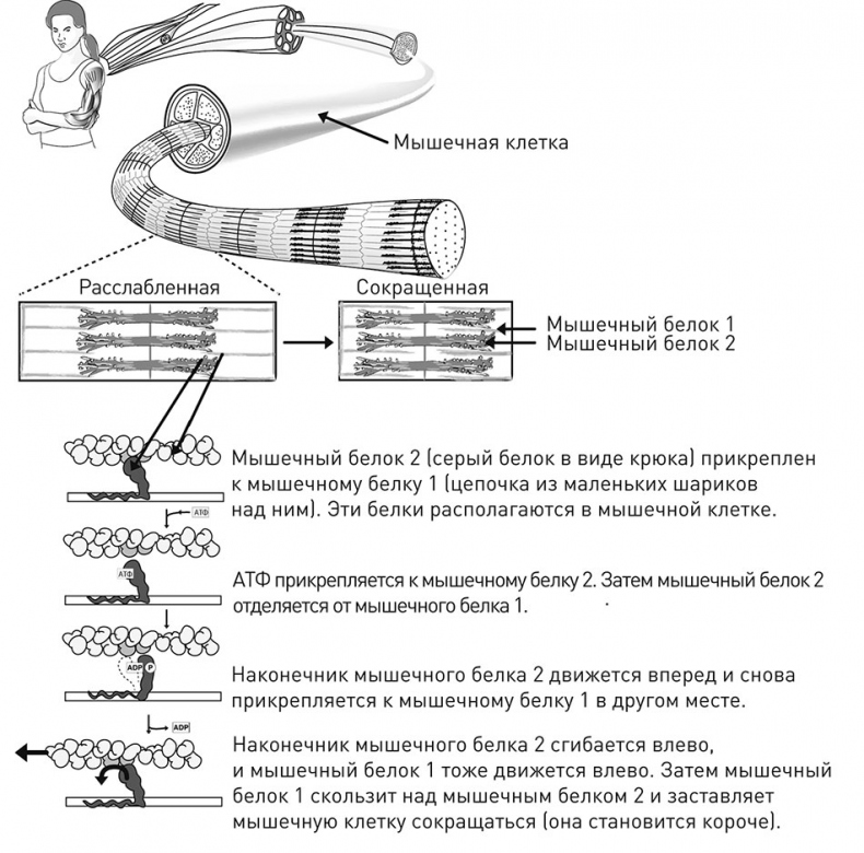 Иллюстрация к книге — Кодекс долголетия. Что заставляет нас стареть, зачем это нужно и как «обмануть» эволюцию: пошаговое руководство [i_019.jpg]