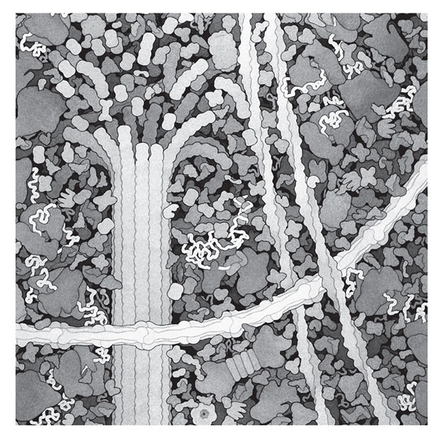 Иллюстрация к книге — Кодекс долголетия. Что заставляет нас стареть, зачем это нужно и как «обмануть» эволюцию: пошаговое руководство [i_021.jpg]