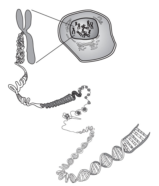 Иллюстрация к книге — Кодекс долголетия. Что заставляет нас стареть, зачем это нужно и как «обмануть» эволюцию: пошаговое руководство [i_024.jpg]