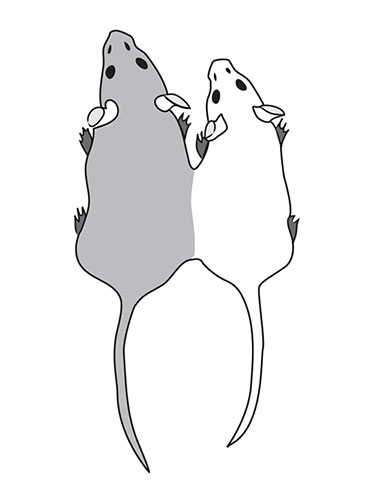 Иллюстрация к книге — Кодекс долголетия. Что заставляет нас стареть, зачем это нужно и как «обмануть» эволюцию: пошаговое руководство [i_035.jpg]