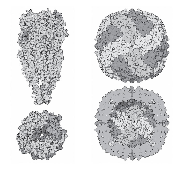 Иллюстрация к книге — Кодекс долголетия. Что заставляет нас стареть, зачем это нужно и как «обмануть» эволюцию: пошаговое руководство [i_036.jpg]