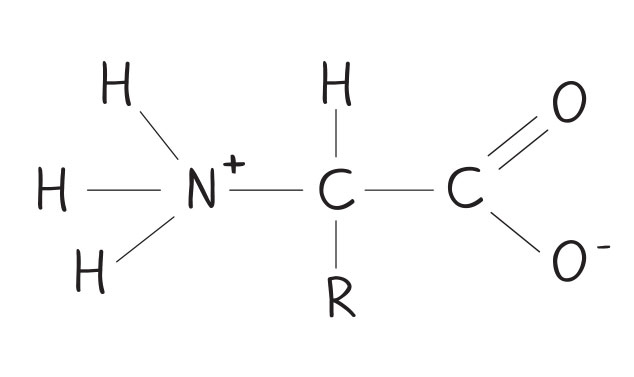 Иллюстрация к книге — Кодекс долголетия. Что заставляет нас стареть, зачем это нужно и как «обмануть» эволюцию: пошаговое руководство [i_037.jpg]