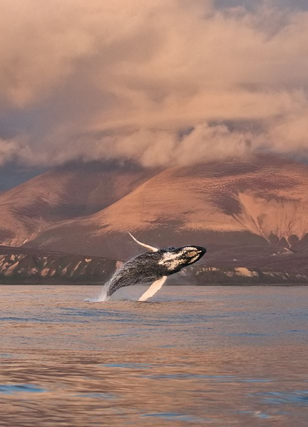 Иллюстрация к книге — Облачно, возможны косатки [i_005.jpg]