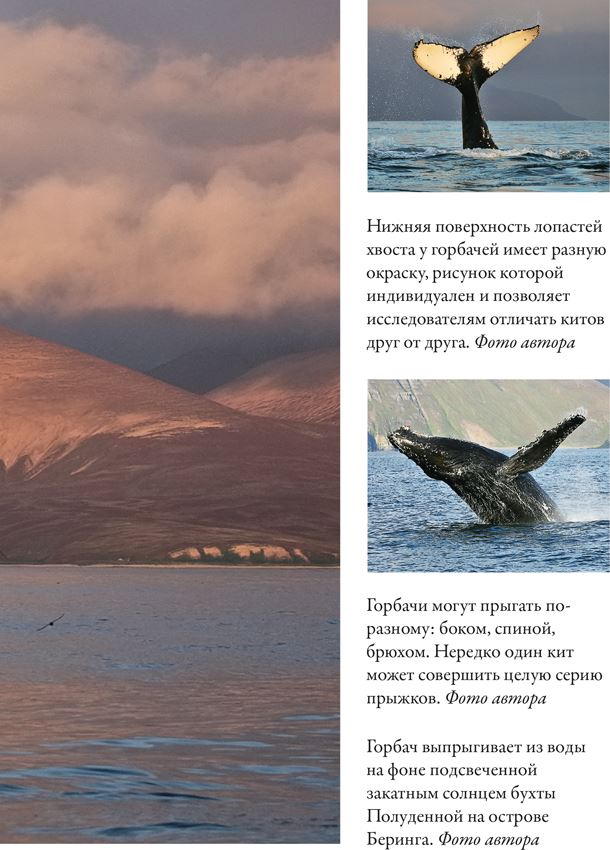 Иллюстрация к книге — Облачно, возможны косатки [i_006.jpg]