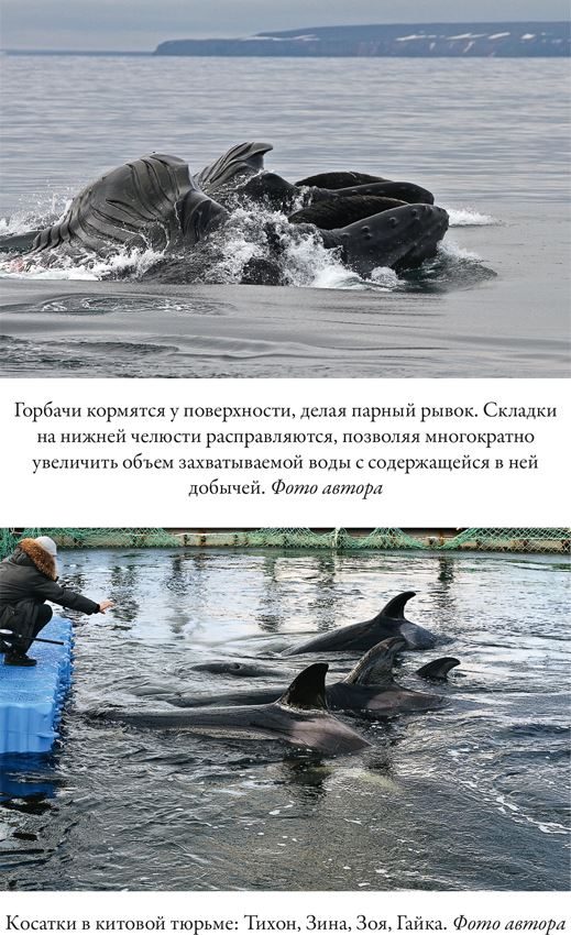 Иллюстрация к книге — Облачно, возможны косатки [i_008.jpg]