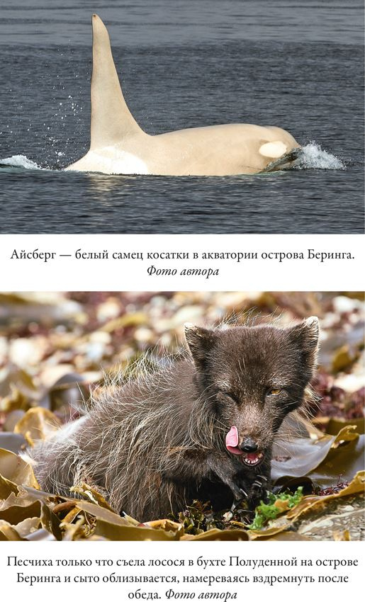 Иллюстрация к книге — Облачно, возможны косатки [i_011.jpg]