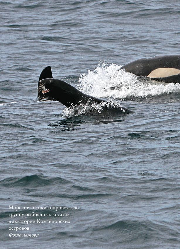 Иллюстрация к книге — Облачно, возможны косатки [i_013.jpg]