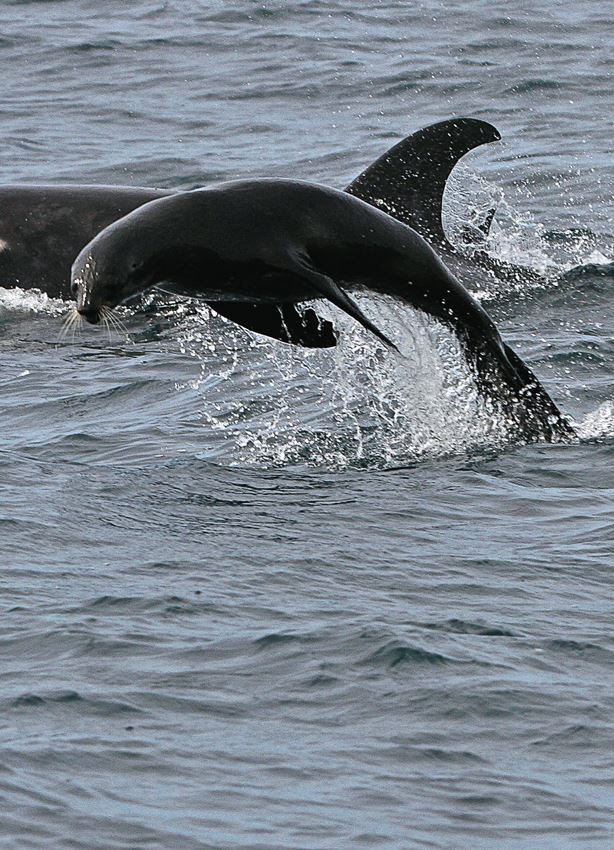 Иллюстрация к книге — Облачно, возможны косатки [i_014.jpg]