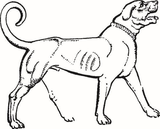 Иллюстрация к книге — Повседневная жизнь Вавилона и Ассирии. Быт, религия, культура [i_099.jpg]