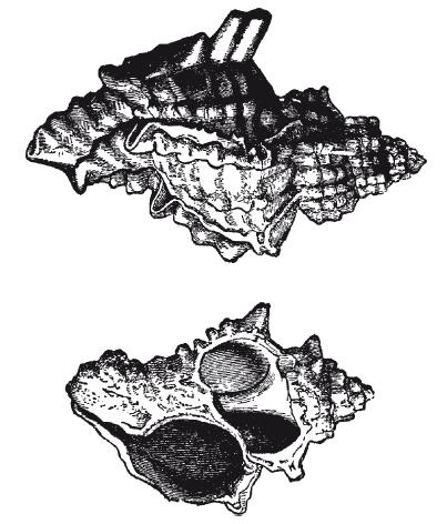 Иллюстрация к книге — История Сирии. Древнейшее государство в сердце Ближнего Востока [i_029.jpg]