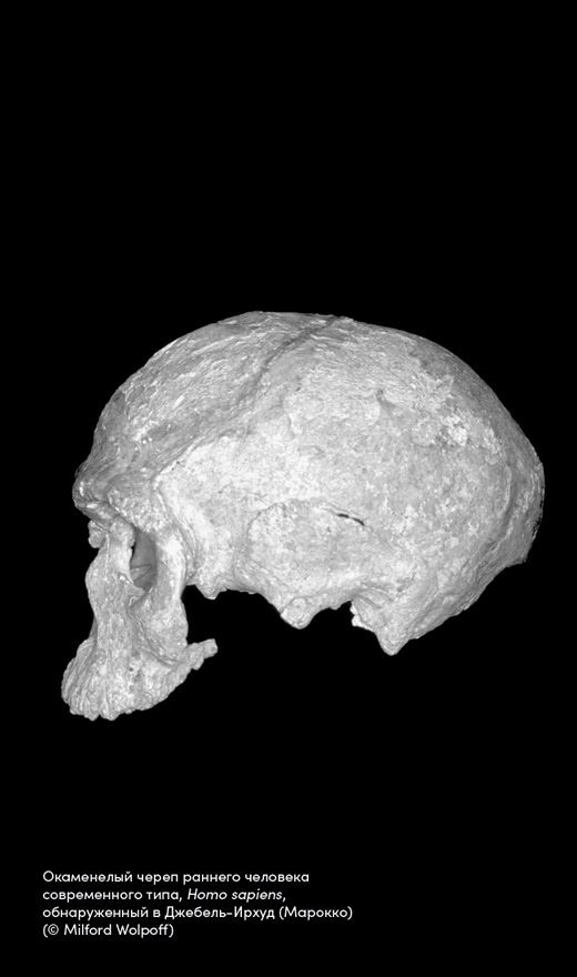 Иллюстрация к книге — Близкие контакты далеких предков. Как эволюционировал наш вид [i_002.jpg]