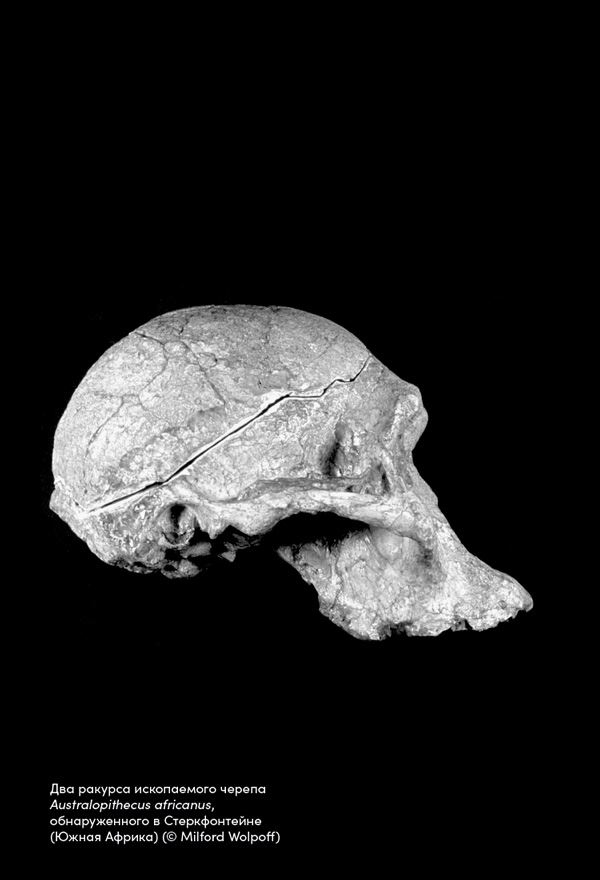 Иллюстрация к книге — Близкие контакты далеких предков. Как эволюционировал наш вид [i_005.jpg]