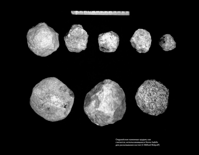 Иллюстрация к книге — Близкие контакты далеких предков. Как эволюционировал наш вид [i_006.jpg]