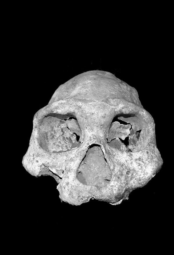 Иллюстрация к книге — Близкие контакты далеких предков. Как эволюционировал наш вид [i_008.jpg]