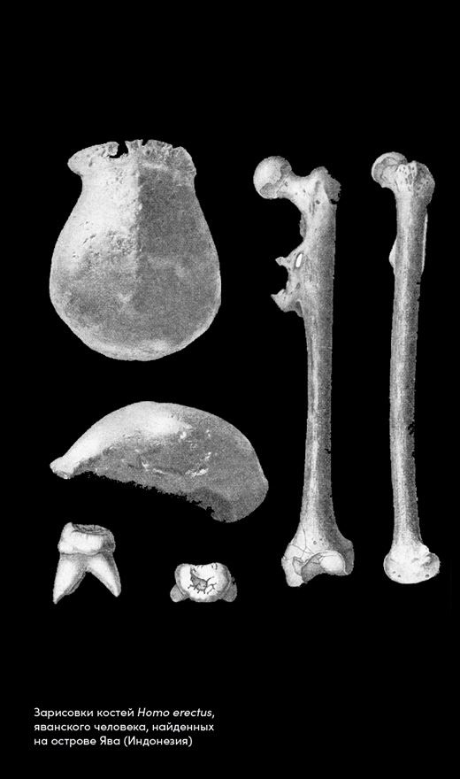 Иллюстрация к книге — Близкие контакты далеких предков. Как эволюционировал наш вид [i_010.jpg]