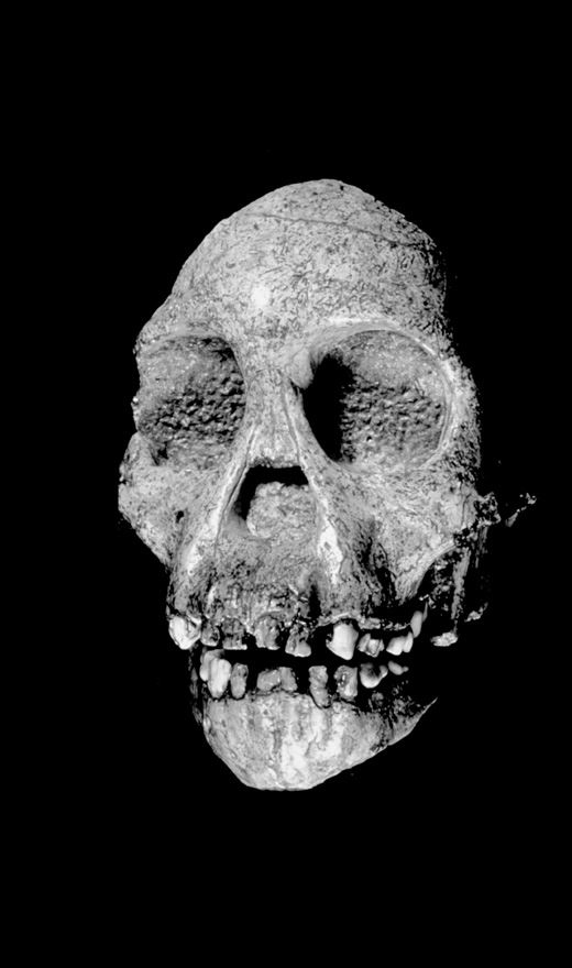 Иллюстрация к книге — Близкие контакты далеких предков. Как эволюционировал наш вид [i_013.jpg]