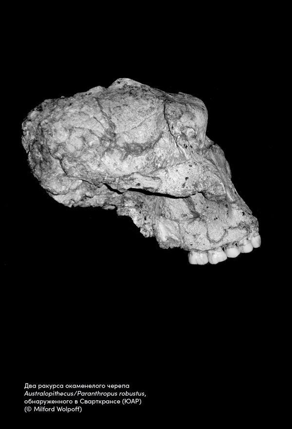 Иллюстрация к книге — Близкие контакты далеких предков. Как эволюционировал наш вид [i_016.jpg]