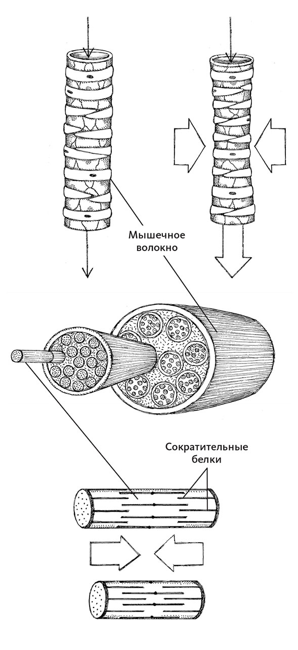 Иллюстрация к книге — Пламенный насос. Естественная история сердца [i_005.jpg]
