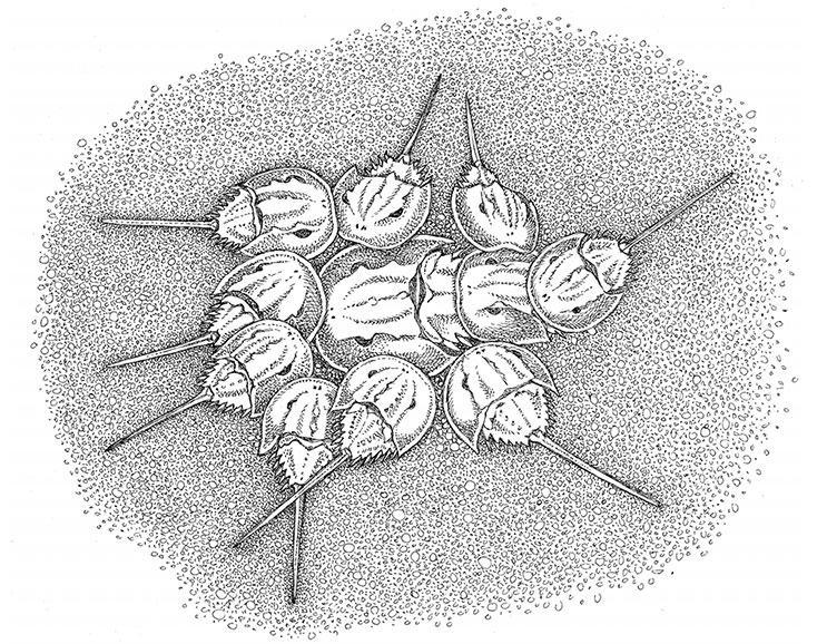 Иллюстрация к книге — Пламенный насос. Естественная история сердца [i_009.jpg]