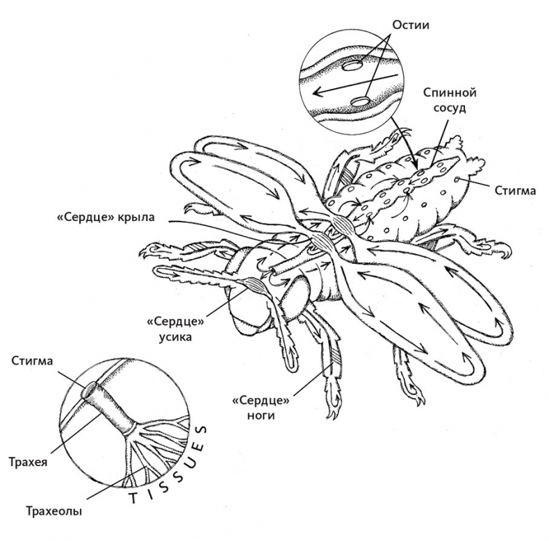 Иллюстрация к книге — Пламенный насос. Естественная история сердца [i_015.jpg]