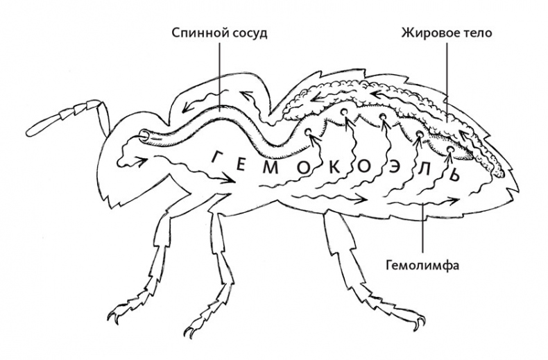 Иллюстрация к книге — Пламенный насос. Естественная история сердца [i_016.jpg]