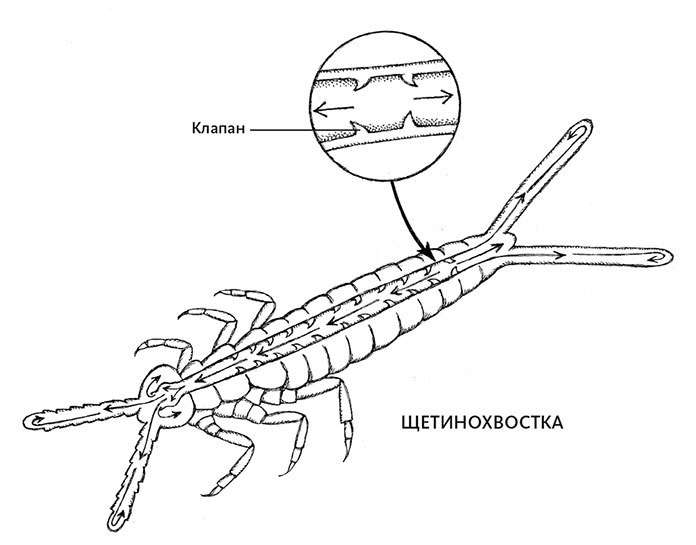 Иллюстрация к книге — Пламенный насос. Естественная история сердца [i_017.jpg]