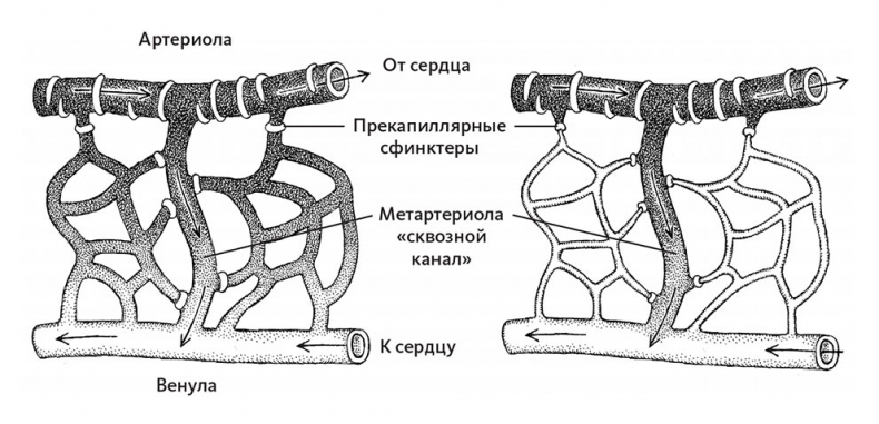 Иллюстрация к книге — Пламенный насос. Естественная история сердца [i_025.jpg]