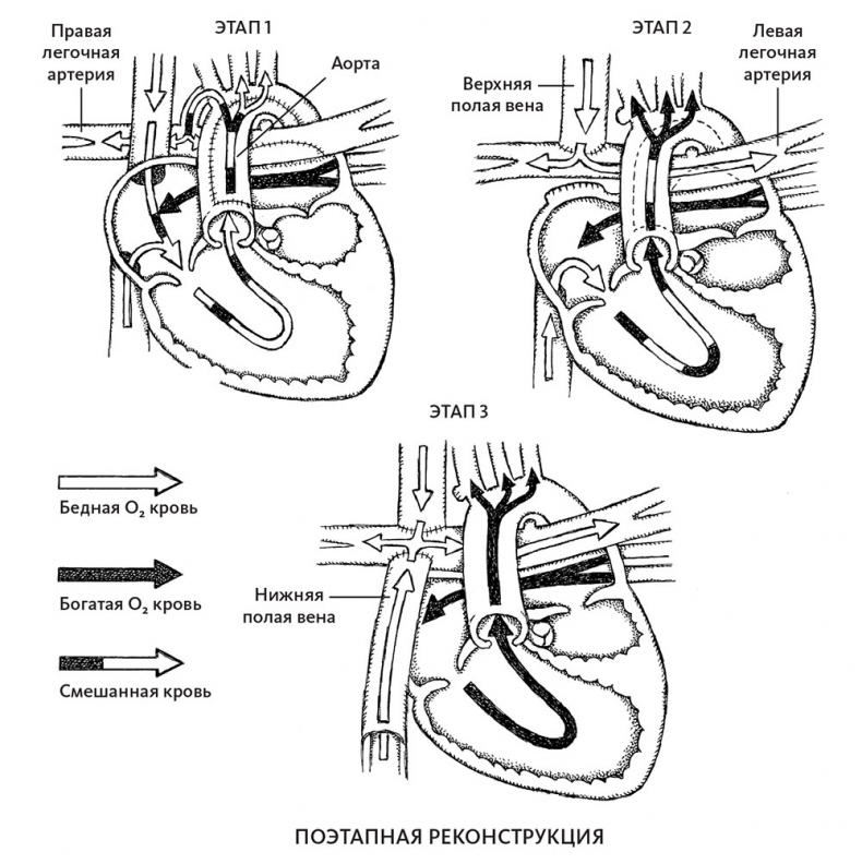 Иллюстрация к книге — Пламенный насос. Естественная история сердца [i_029.jpg]