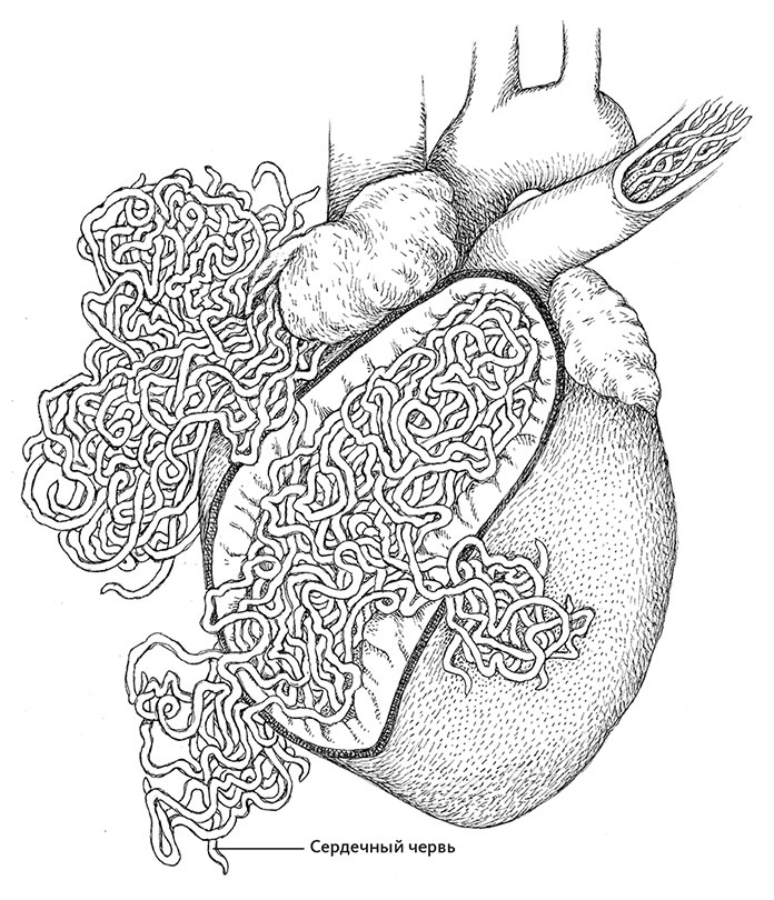 Иллюстрация к книге — Пламенный насос. Естественная история сердца [i_034.jpg]