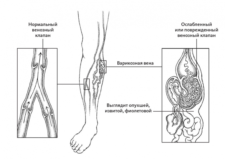 Иллюстрация к книге — Пламенный насос. Естественная история сердца [i_036.jpg]