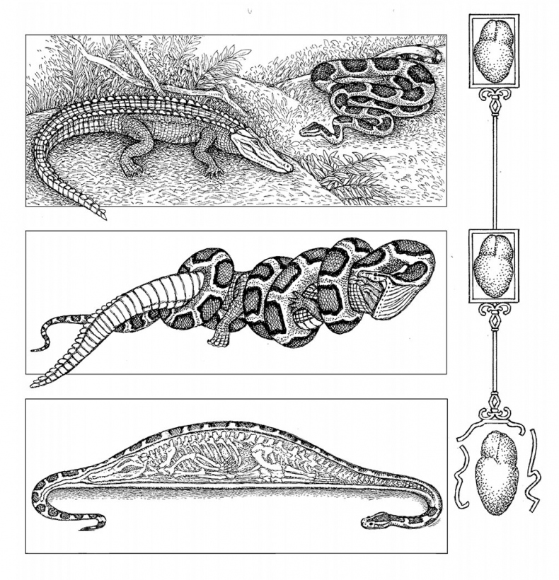 Иллюстрация к книге — Пламенный насос. Естественная история сердца [i_040.jpg]