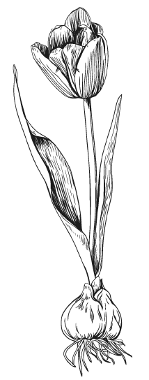 Иллюстрация к книге — Мы из Дачкино. Советы без занудства для новых дачников [i_013.jpg]