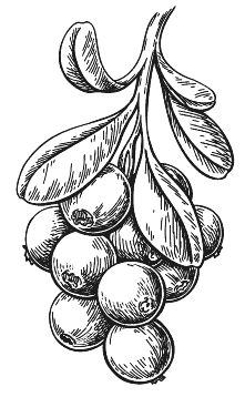 Иллюстрация к книге — Мы из Дачкино. Советы без занудства для новых дачников [i_014.jpg]