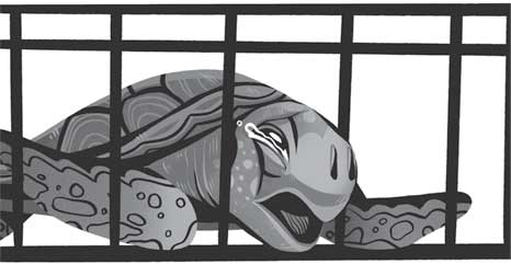 Иллюстрация к книге — Русалочка. Талисман забытых земель [i_006.jpg]